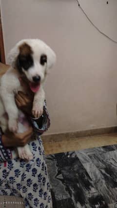 2 months old Border collie puppy