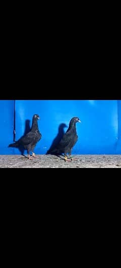 Black Teddy pigeon pair for sale