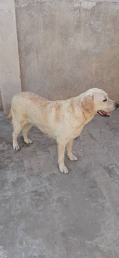 british labrador female