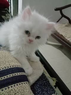 persion white kitten