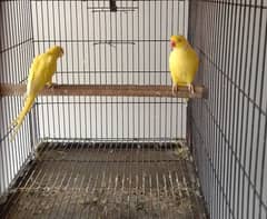 yellow ringneck breeder pair