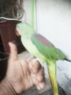 raw parrot 0