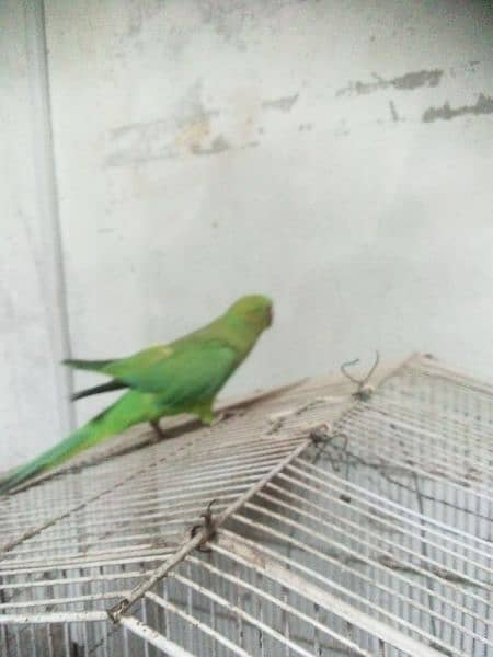 raw parrot 1