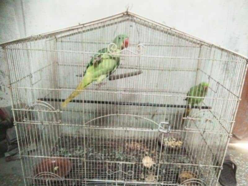 raw parrot 2