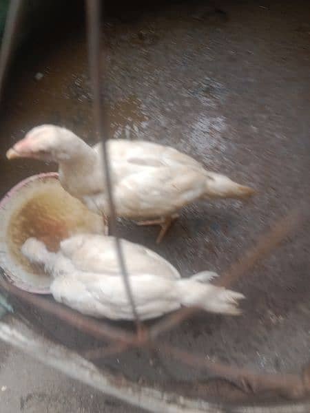 paper white Heera Aseel chicks hight quality 1