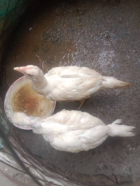 paper white Heera Aseel chicks hight quality 2