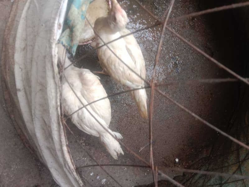 paper white Heera Aseel chicks hight quality 3