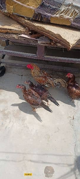 5 Female 1 Male For sale 5