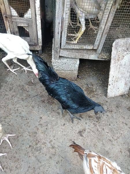 ayam cemani 4