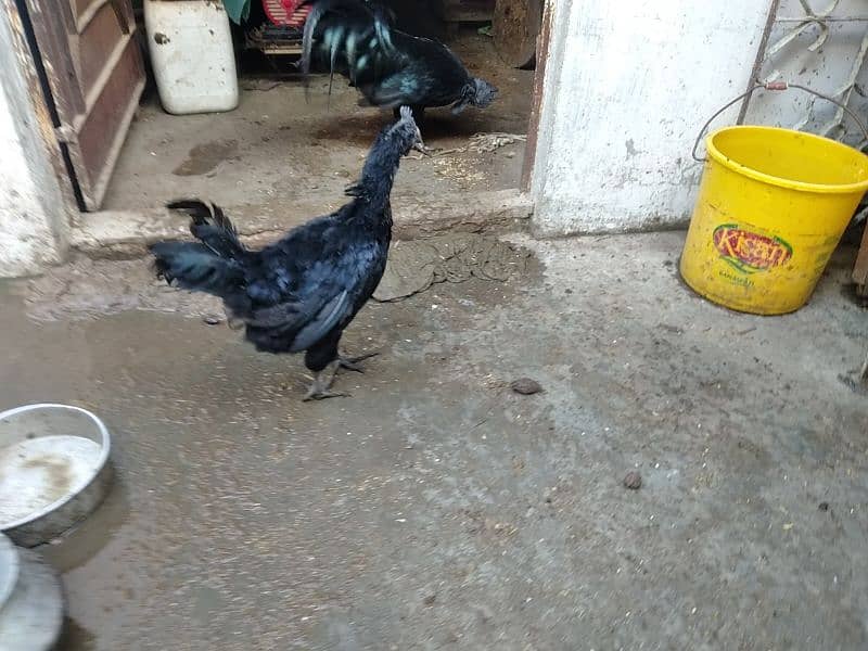 ayam cemani 5