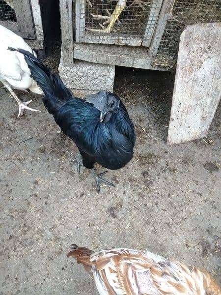 ayam cemani 6