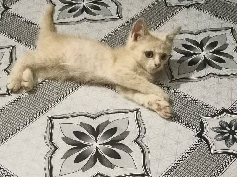 Persian kitten very reasonable price 1