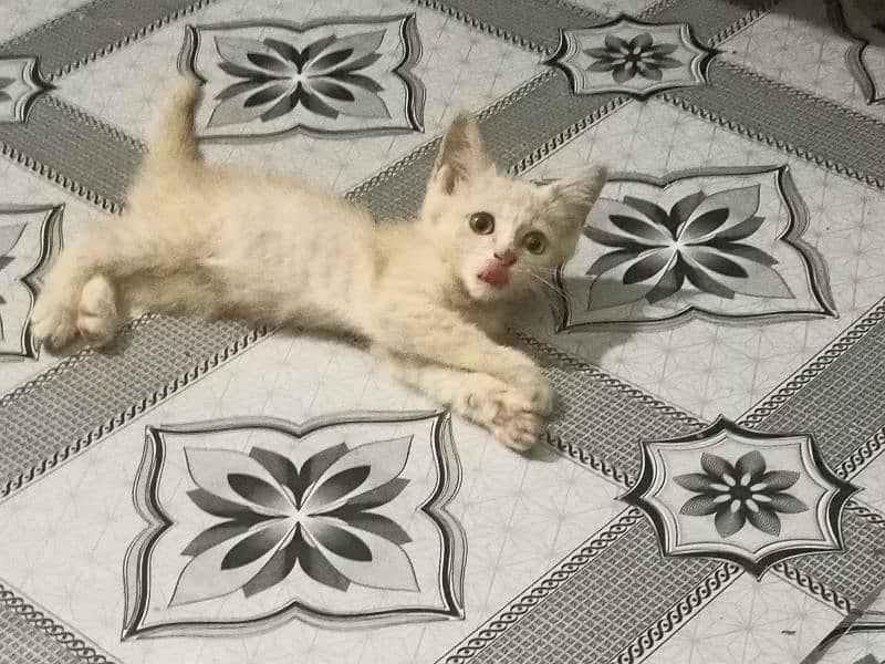 Persian kitten very reasonable price 3