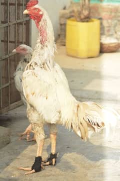 pakistani aseel  chicks 4 month age for sale