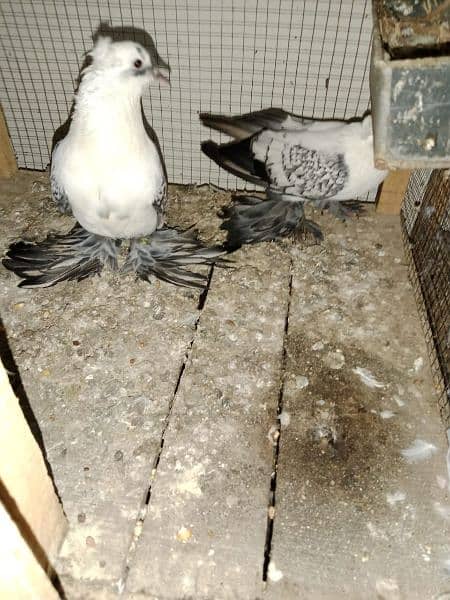 2. swallow Pigeon 4 sale 1