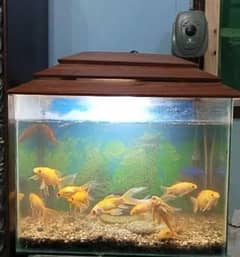 Gold fishes