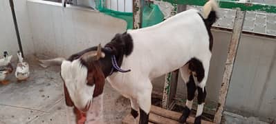 Gulabi Ablack Bakra 2 dant breeder