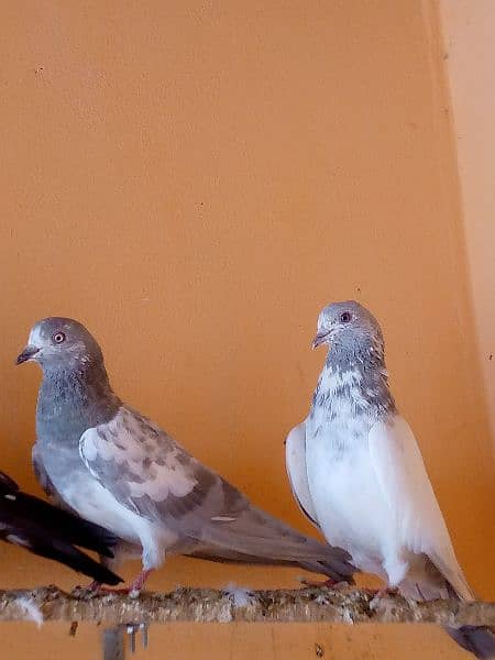 lakha and slati pair forsale. 2