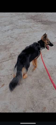 German shepherd long coat female black mask