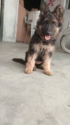 German shepherd long cort Female dog