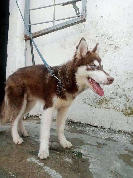 Top Quality Husky Siberian Husky Pup For Sale. 1