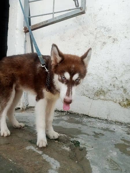 Top Quality Husky Siberian Husky Pup For Sale. 2