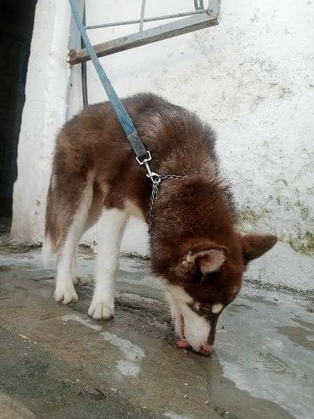 Top Quality Husky Siberian Husky Pup For Sale. 5