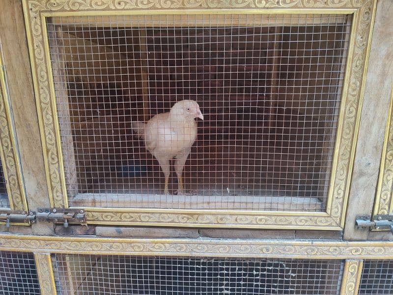 2 Cage for sale 6 by 6 2