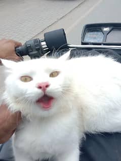 white persion cat