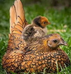 Silver and Golden sebrite hen.