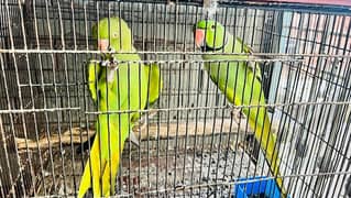 Parrot pair full active conferm breeding