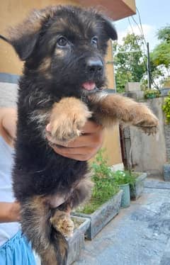 German Shepherd long coat female puppy