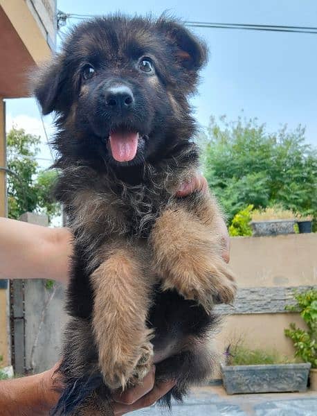 German Shepherd long coat female puppy 1