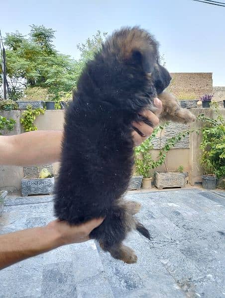 German Shepherd long coat female puppy 2