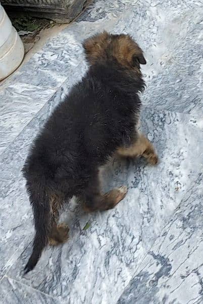 German Shepherd long coat female puppy 3