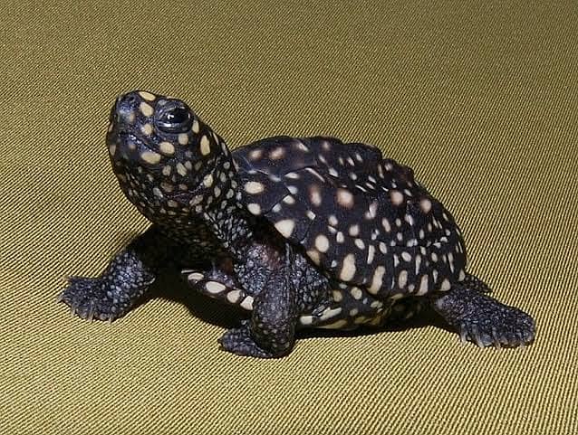 Small Turtless imported are available . . 03/35/ 59022/60 4