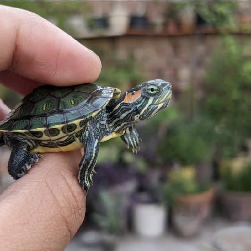 Small Turtless imported are available . . 03/35/ 59022/60 0