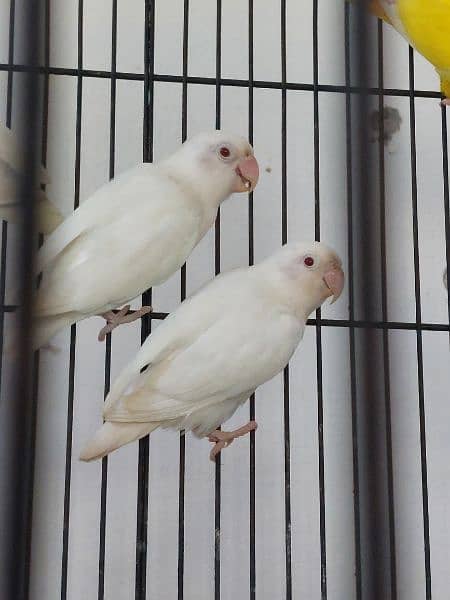 love bird breeder pair for sale 3