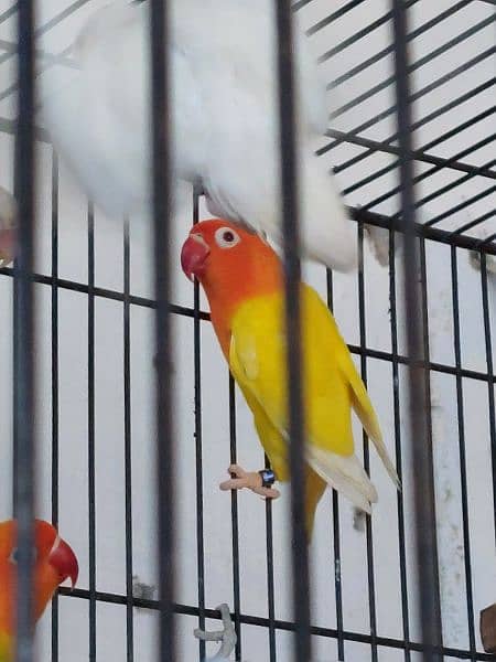 love bird breeder pair for sale 4