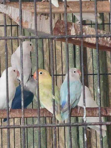 love bird breeder pair for sale 5