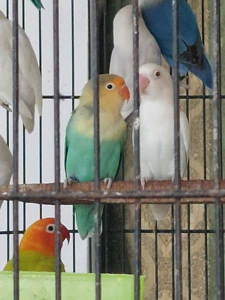 love bird breeder pair for sale 6