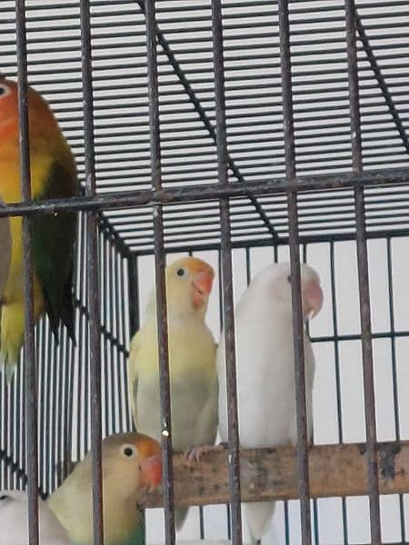 love bird breeder pair for sale 7