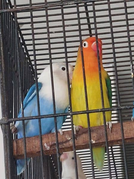 love bird breeder pair for sale 8