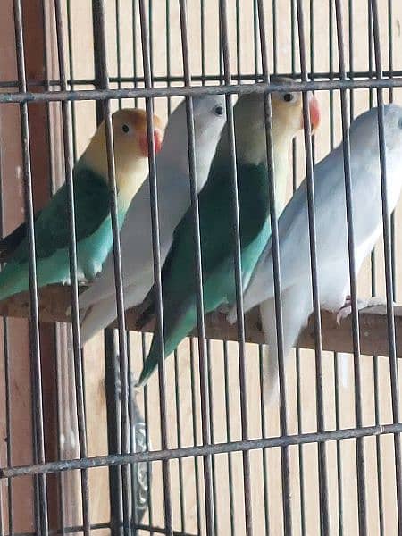 love bird breeder pair for sale 9