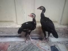 pure black aseel pair for sale