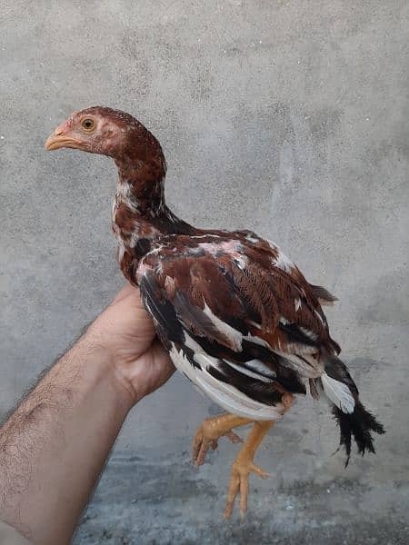 Aseel Chicks For Sale 3