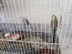 parrots urgent sale