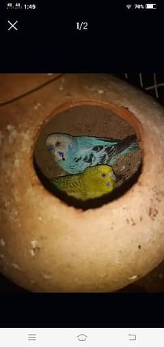 Budgies, pairs healthy and active or pathy bhi available he