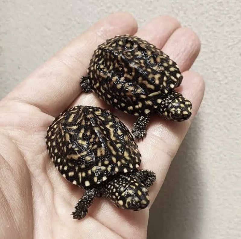 Small Turtless imported are available . . 03/35/ 59022/60 2