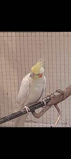 common white cocktails breeder pair